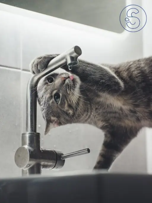 Adoucisseur d'eau mauvais goÃ»t